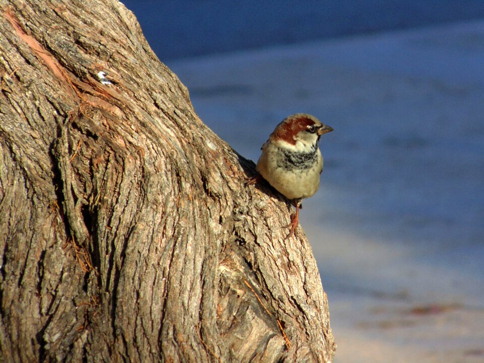 Little bird fauna freedom