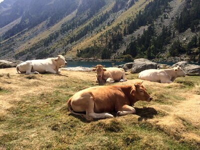Animals cow cattle photo