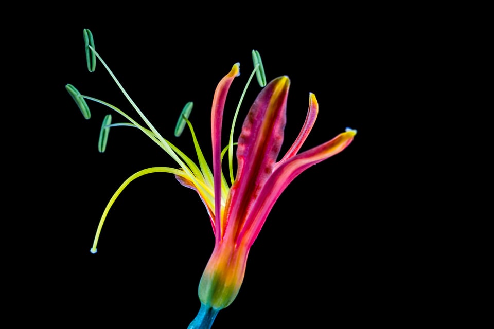 Bloom colorful cool colors