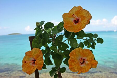 Guadeloupe hibiscus sea photo
