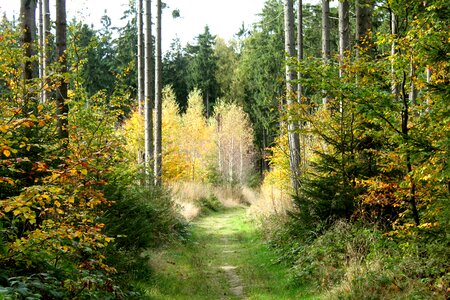 Away sunny nature