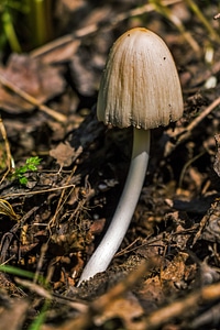 Autumn plant coprinopsis atramentaria