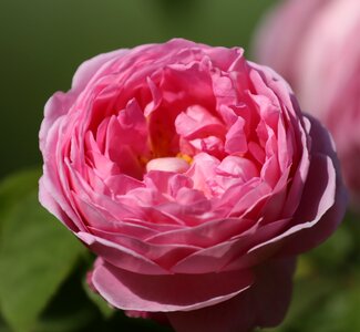 Garden summer pink rose photo