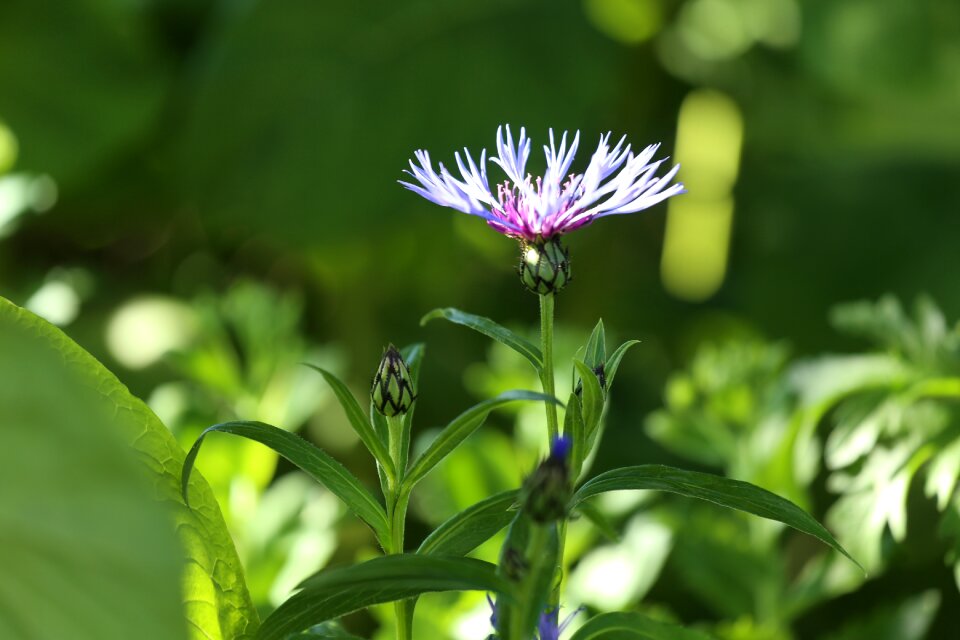 Plant cornflower perennial