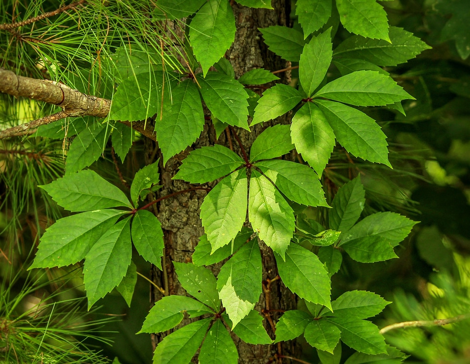 Five leaved ivy woodbine decidous vine