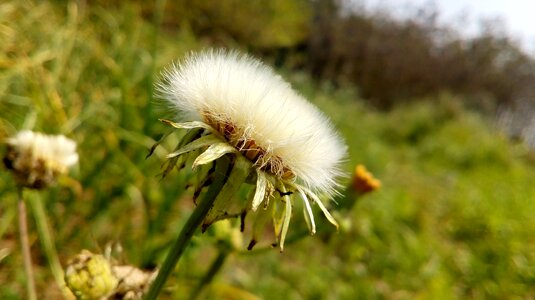 Flower any