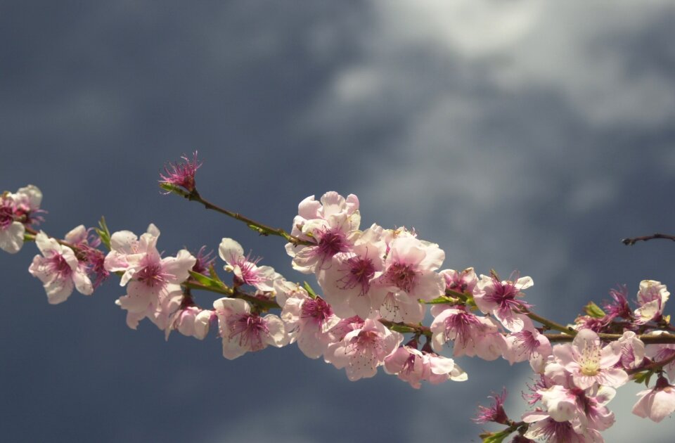 Botany cherry blooming photo