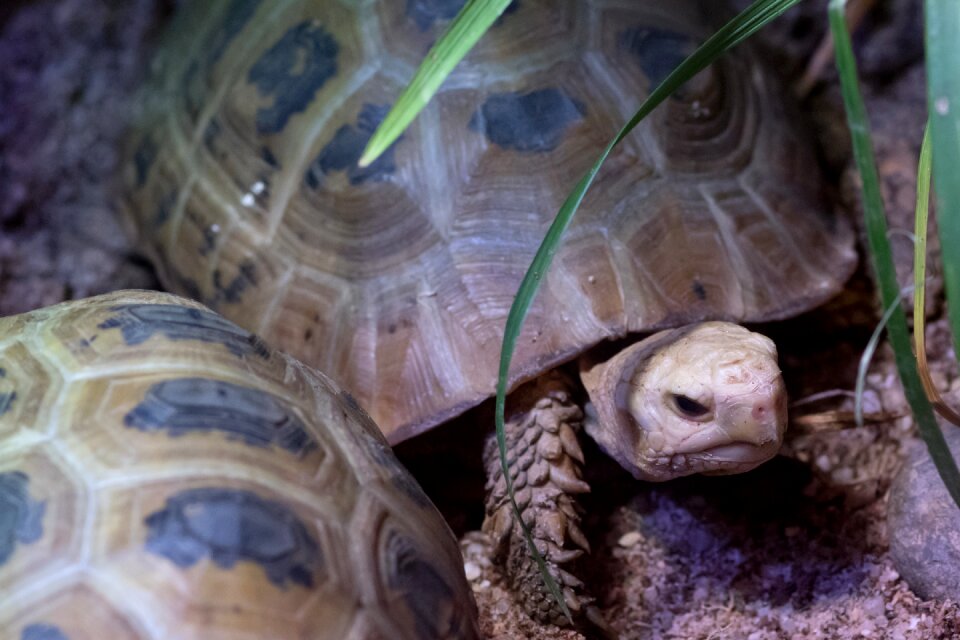 Nature wildlife tortoise