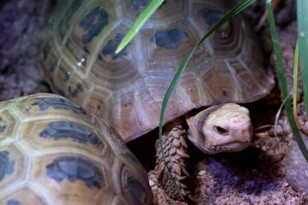 Nature wildlife tortoise