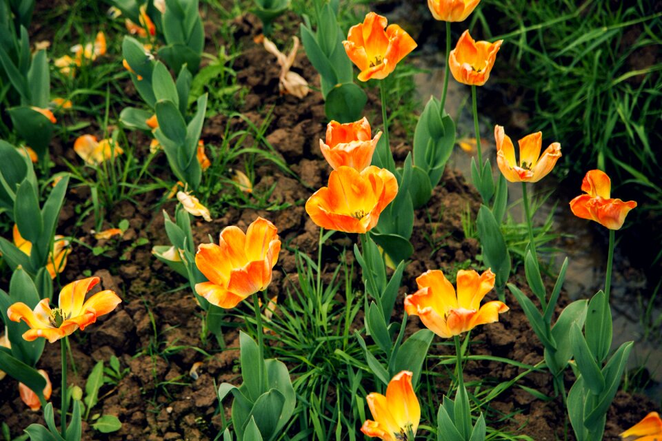 Spring flowers flowers in full bloom