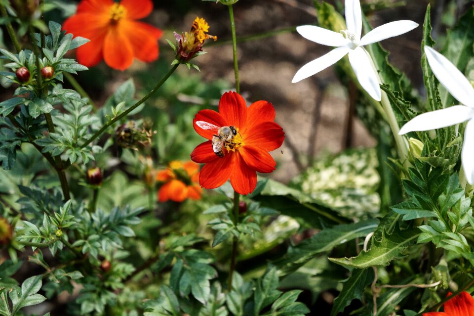 Garden pollination petals