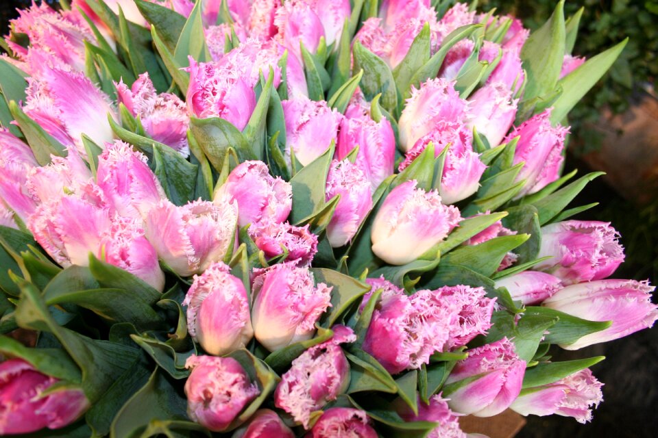 Pink tulip bouquet cut flowers