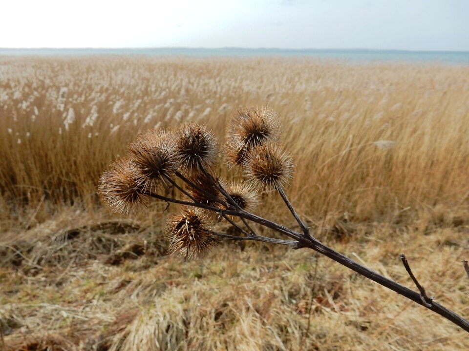Baltic sea landscape geltinger noor