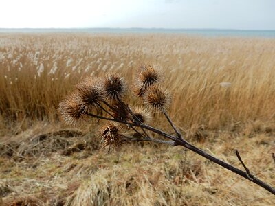 Baltic sea landscape geltinger noor