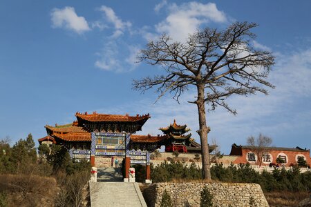 Shanxi temple trees
