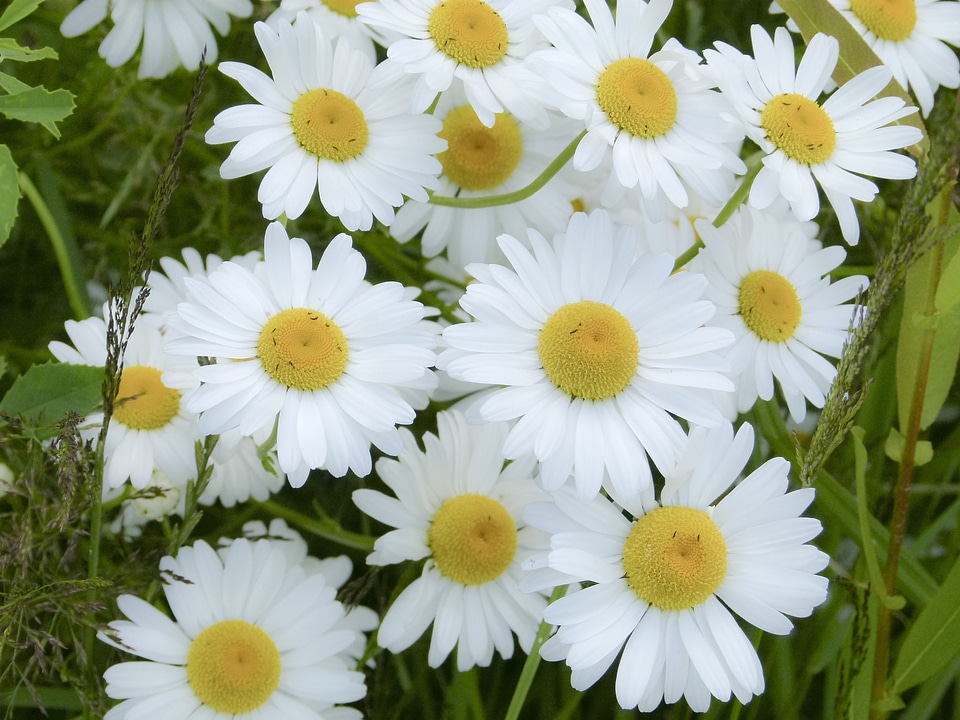 Wild flowers beautiful nature