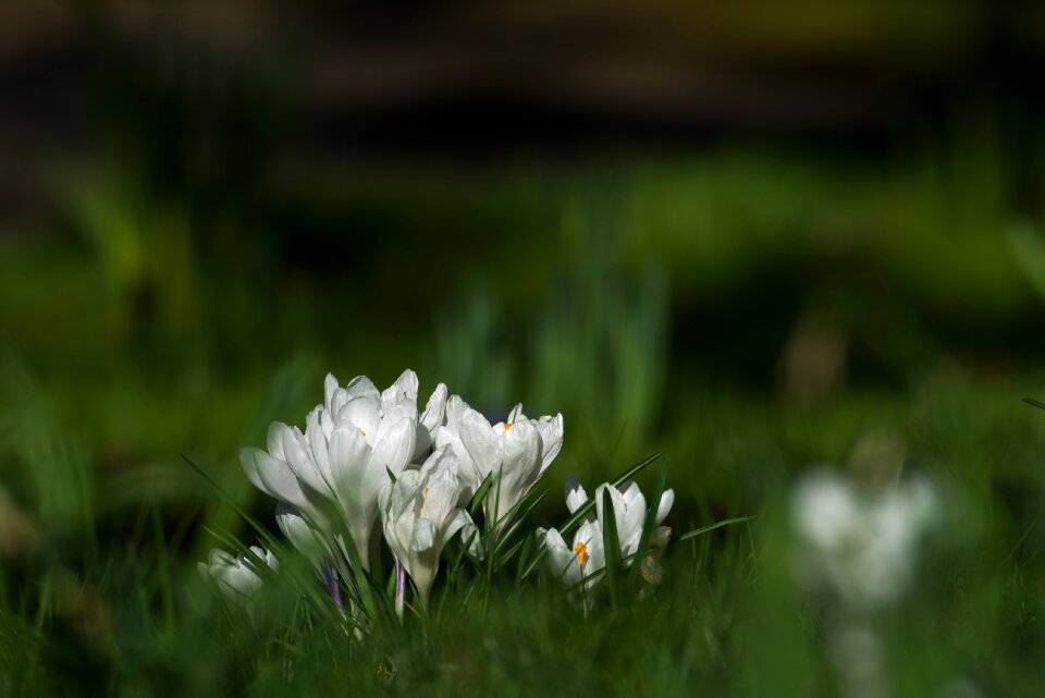 Frühlingsanfang white close up