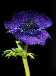 Water wet plant