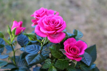 Bloom petals pink roses