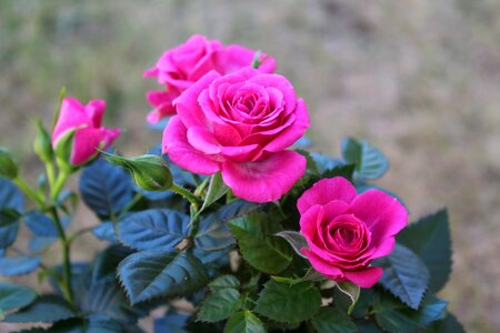 Bloom petals pink roses photo