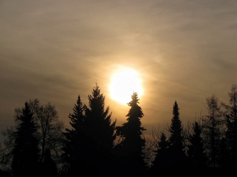 Morning trees silhouette