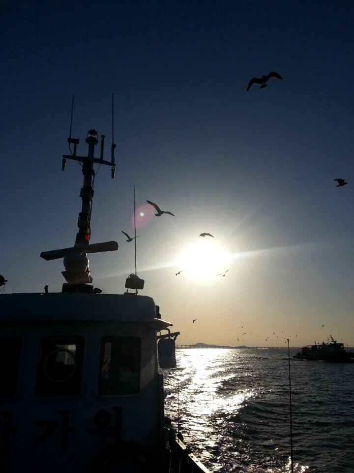 Seagull one of the enemy ships sea fishing