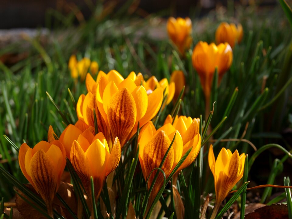 Blossom plant nature