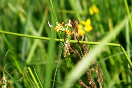 Green grass prey