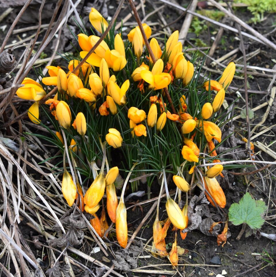 Spring yellow nature
