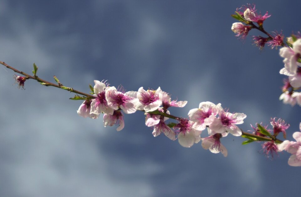 Springtime season nature