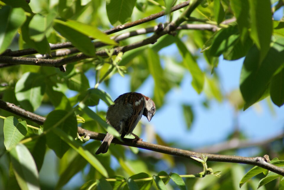 Brown bird nature