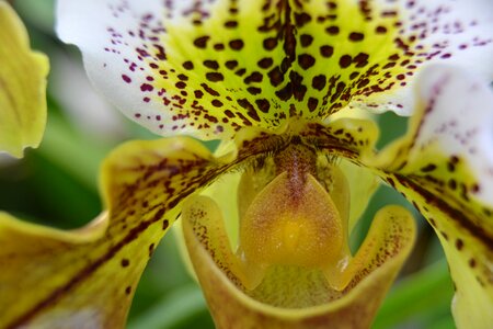 Orchid flower macro