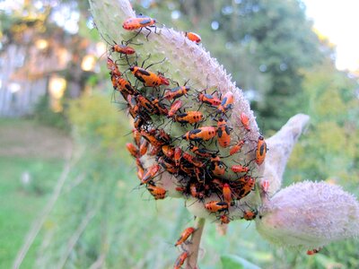 Milkweed insect