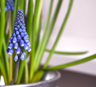 Spring flower nature white