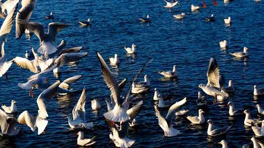 Seagull lake winter