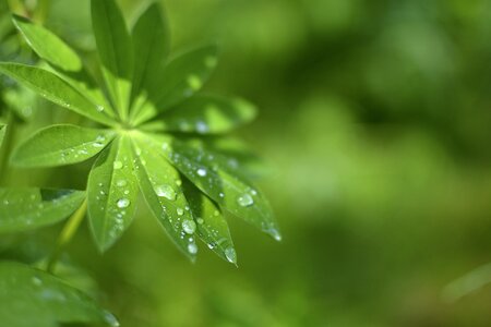 Green plant dew drop photo