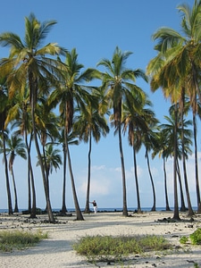 Hawaii big iland palm trees photo
