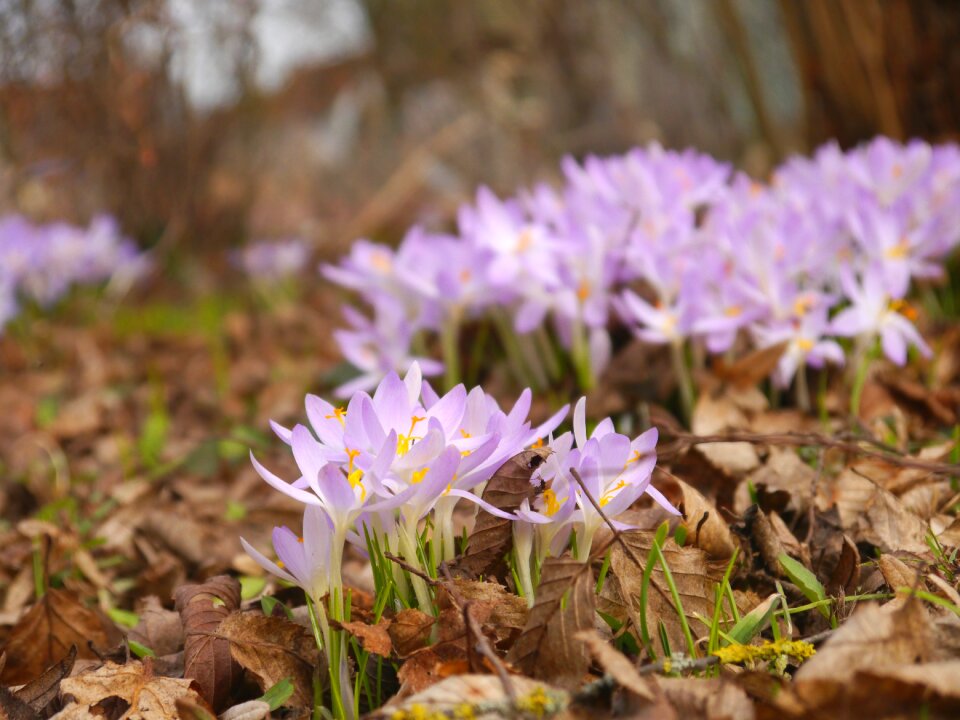 Blossom bloom nature