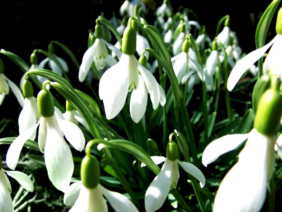White flowers nature the sky
