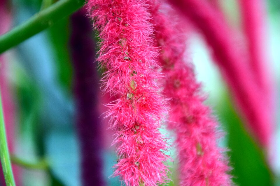 Bloom pink pink flower