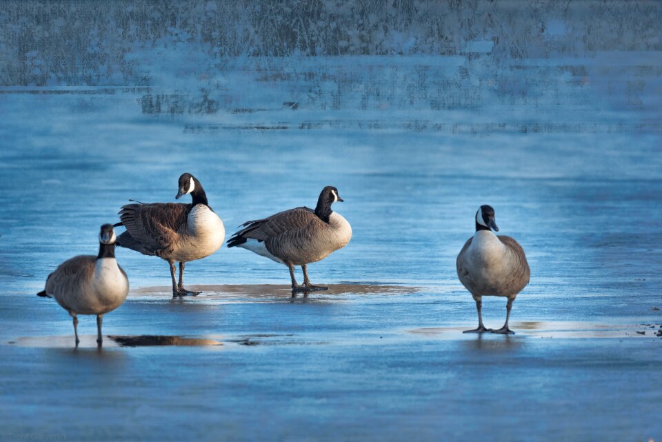 Wildlife water nature
