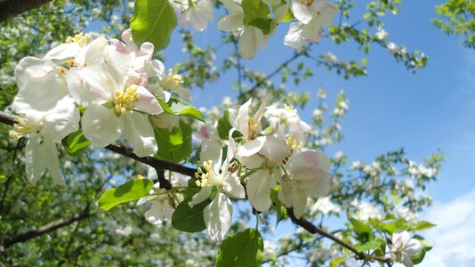 White blossom bloom photo