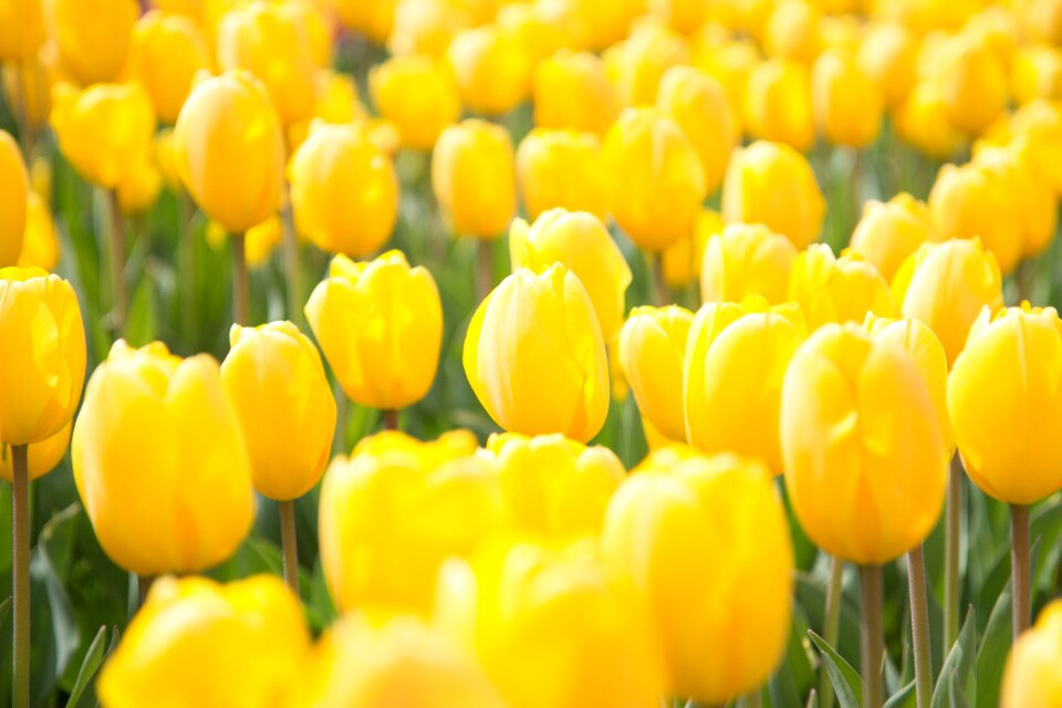 Flowers tulip yellow