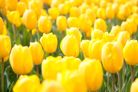 Flowers tulip yellow photo