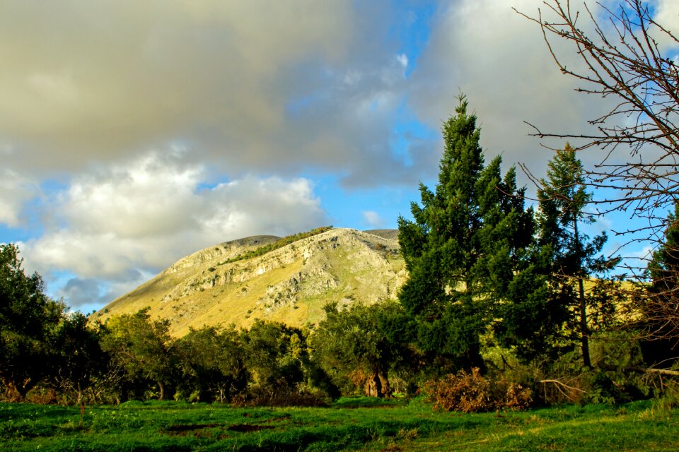 Olive campaign calabria