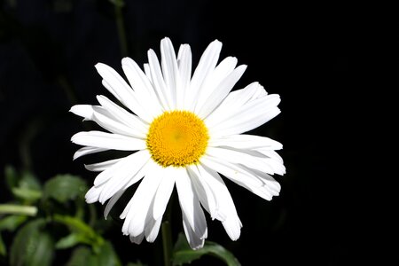 Dark petalas yellow