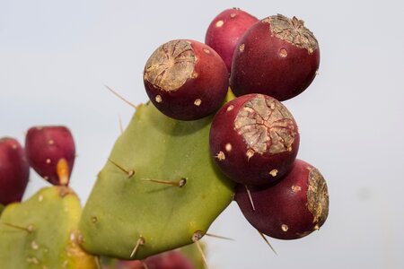 Fruit thorn leaf