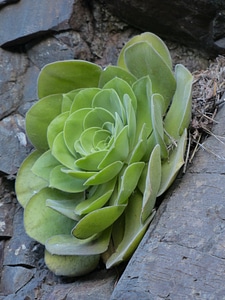 Leaves aeonium thick sheet greenhouse photo