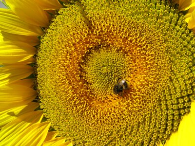 Yellow bee close up photo