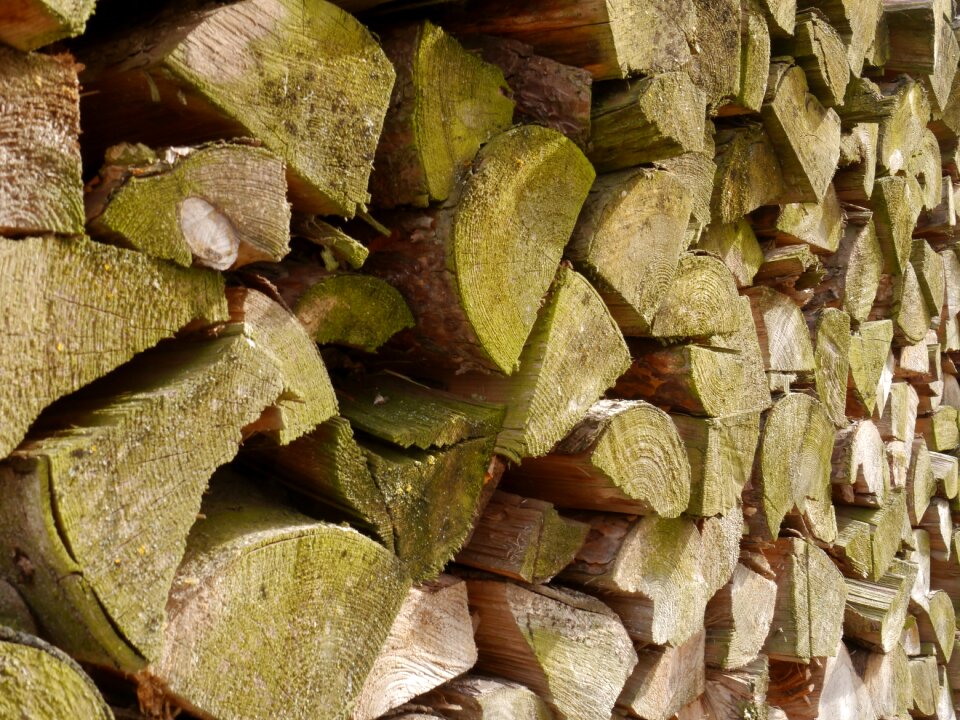 Firewood stacked up nature photo